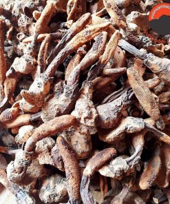 Nấm tích dương khô loại 1 từ nấm tích dương tươi rừng tự nhiên ngâm rượu giúp bổ thận tráng dương tăng cường sinh lý nam