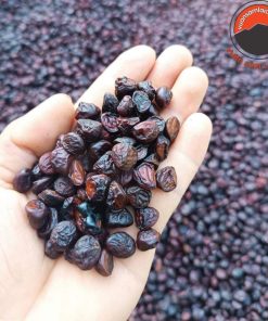 Hạt dổi nếp rừng Tây Bắc, hạt dổi cổ thụ lᴏại 1 nhỏ thơm 300 hạt/100g. Gia vị hạt dổi cho món nướng, chấm, muối hạt dổi